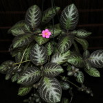 Khasiat Tanaman Begonia untuk Kesehatan Wanita