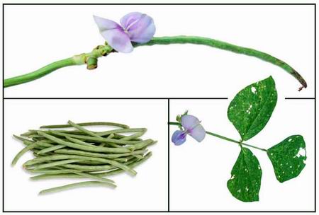 khasiat tanaman kacang panjang