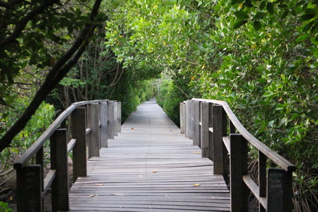 mangrove-forest-bali