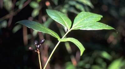 herbal-mengobati-TBC