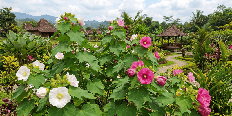 Waru Landak: Tanaman Obat Tradisional dengan Segudang Manfaat