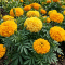 Tahi Kotok (Tagetes erecta): Tanaman Hias Berkhasiat Obat yang Sering Diabaikan