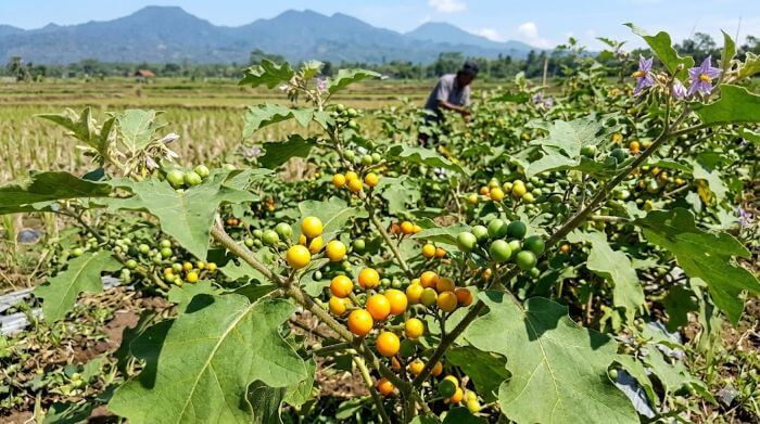 terong siam solanum sanitwongsei